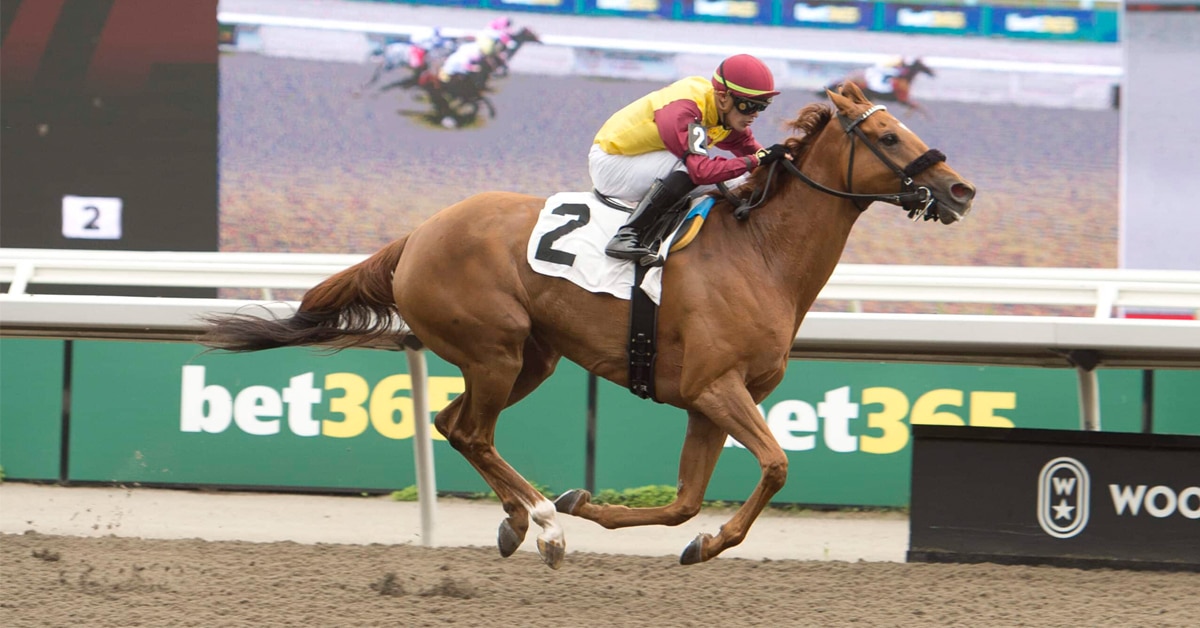 A chestnut horse winning a race at Woodbine.