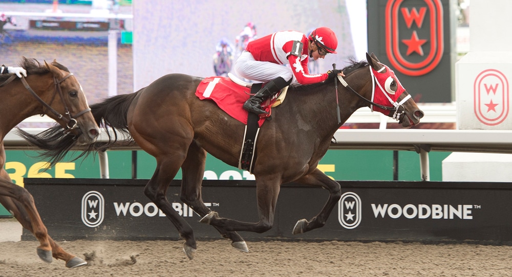 A bay horse winning a race at Woodbine.