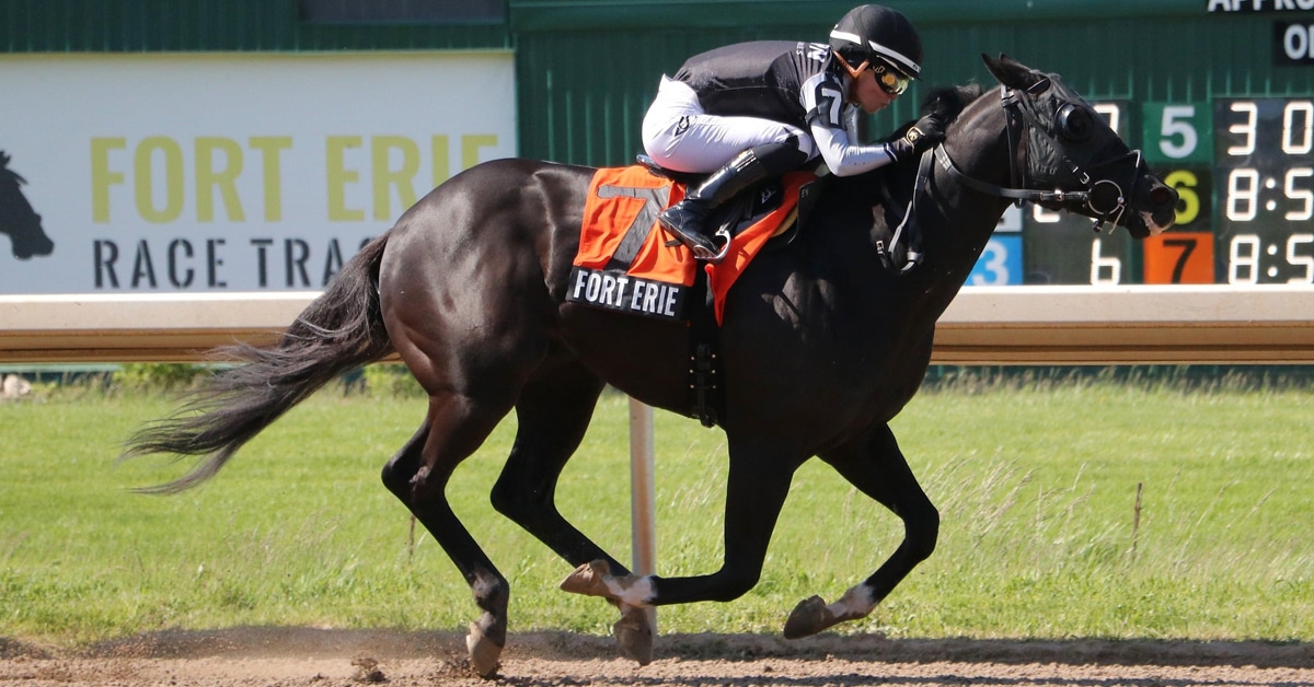 A dark bay horse winning a race at Fort Erie.