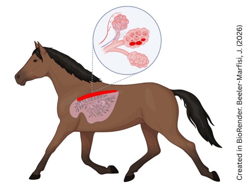 Illustration of a trotting horse's lungs.