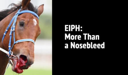 A racehorse bleeding from the nose.
