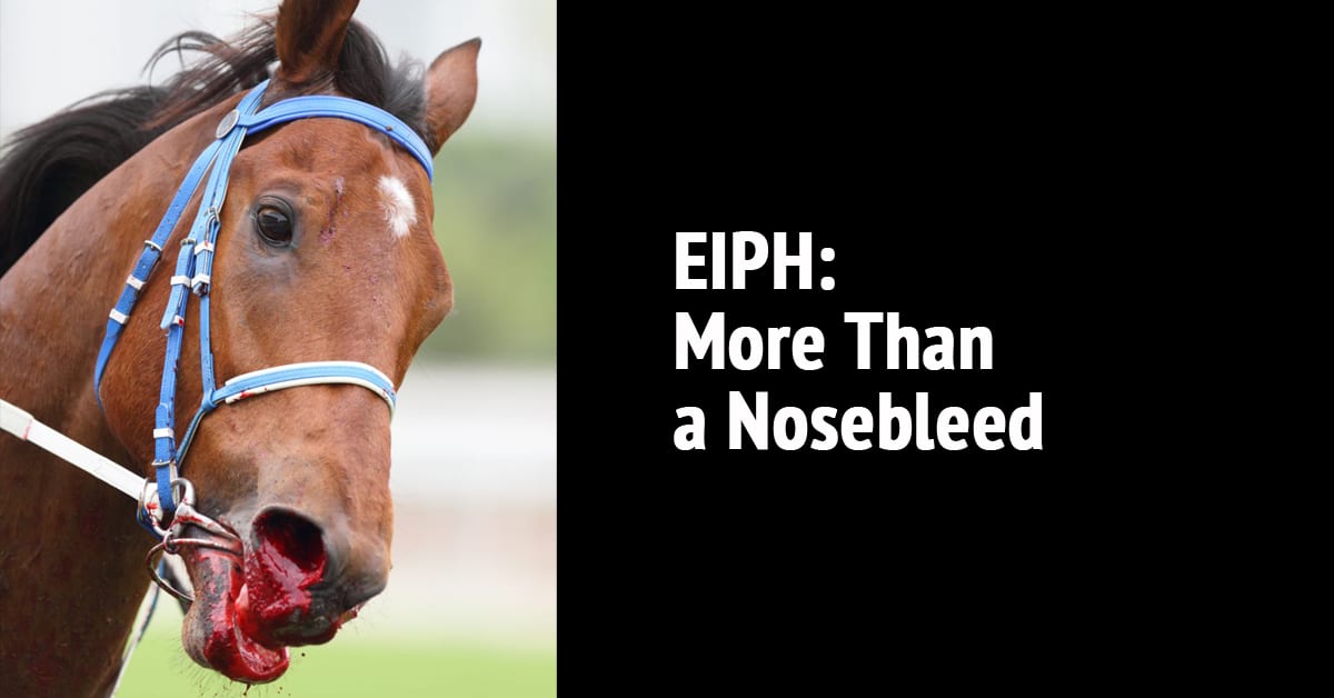 A racehorse bleeding from the nose.