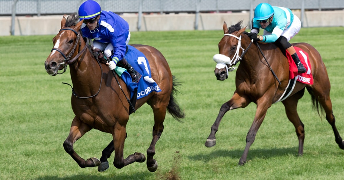 Horses racing on the grass at Woodbine.
