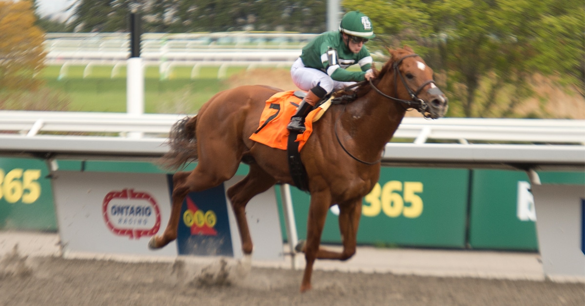 A chestnut horse winning a race at Woodbine.