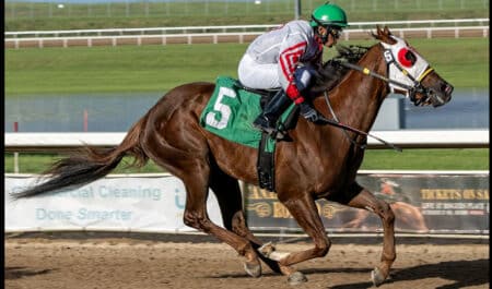 A bay horse winning a race at Century Mile.