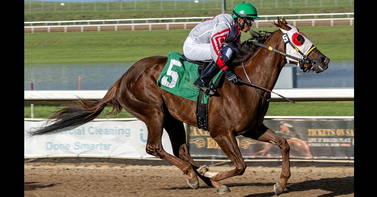 A bay horse winning a race at Century Mile.