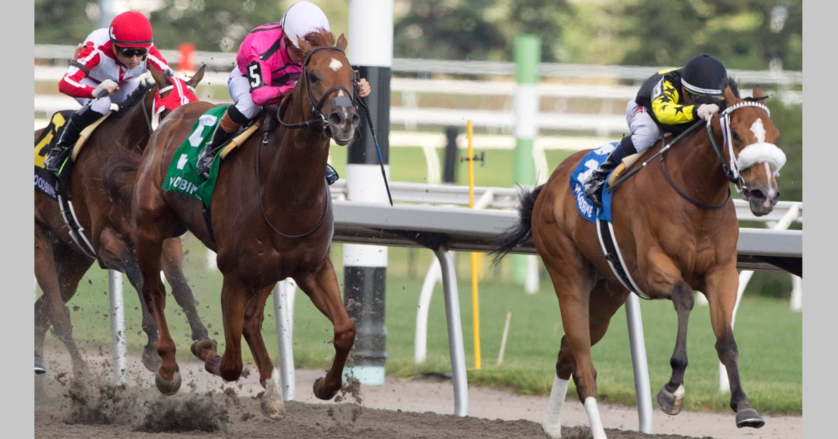 Horses racing at Woodbine.