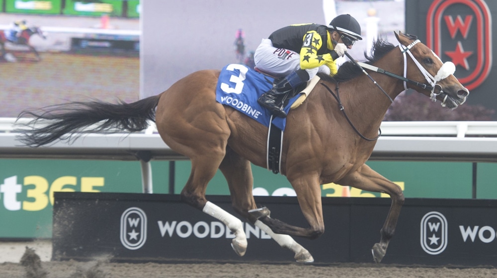 A bay horse winning a race at Woodbine.