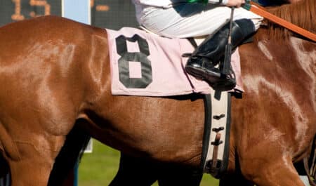 A racehorse wearing the number 8.