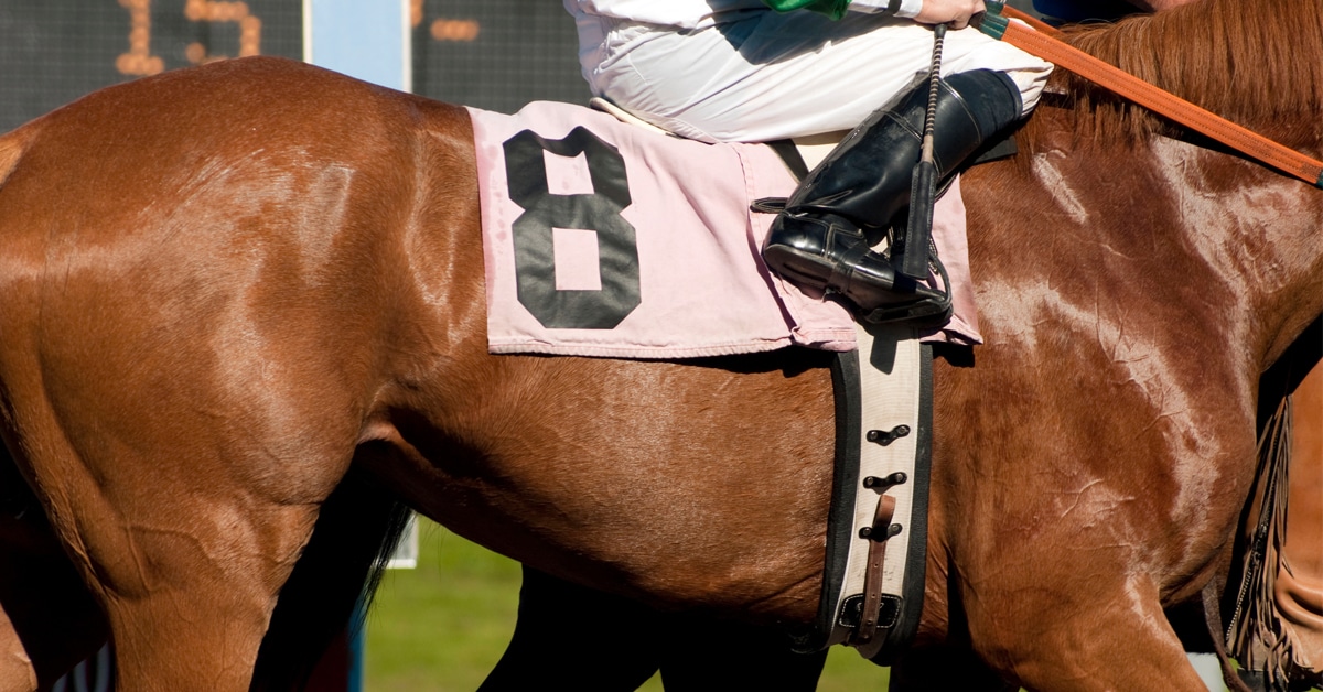 A racehorse wearing the number 8.