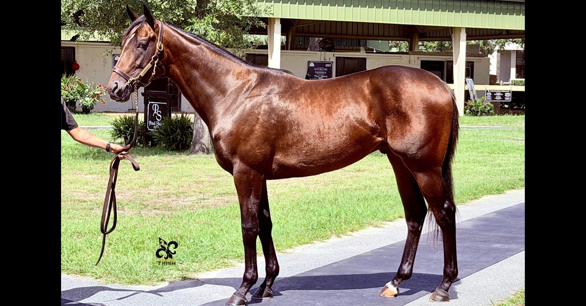 A conformation shot of a shiny bay colt.