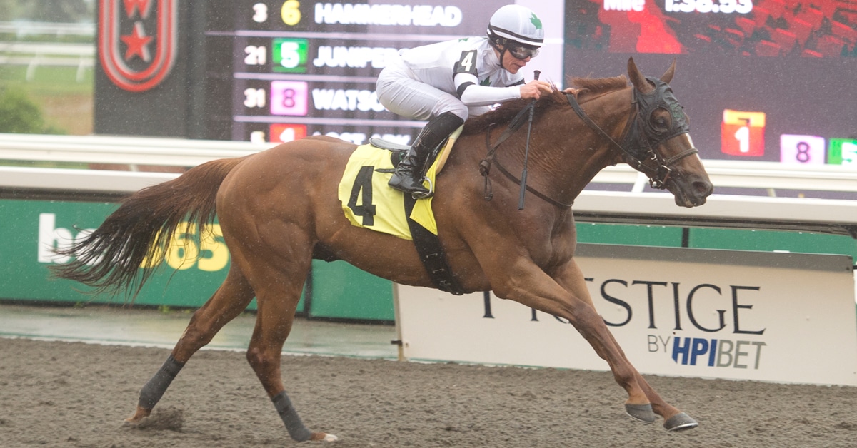 A chestnut horse winning a race at Woodbine.