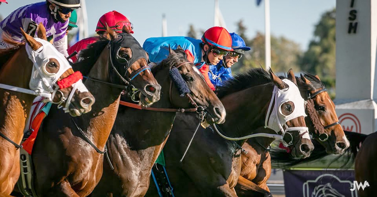 Horses breaking from the gate at Woodbine.