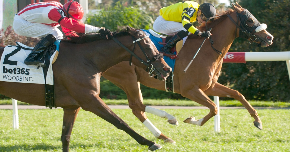 Two horses crossing the finish line at Woodbine.