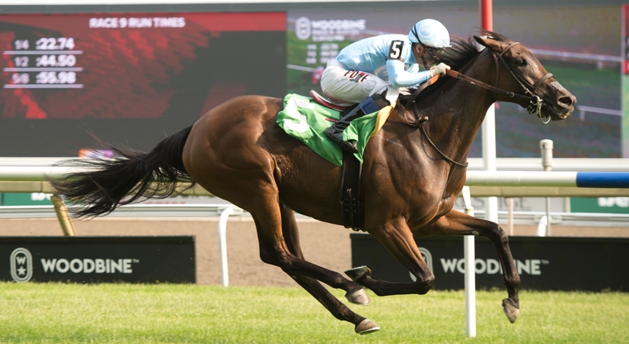 A bay horse winning a race at Woodbine.
