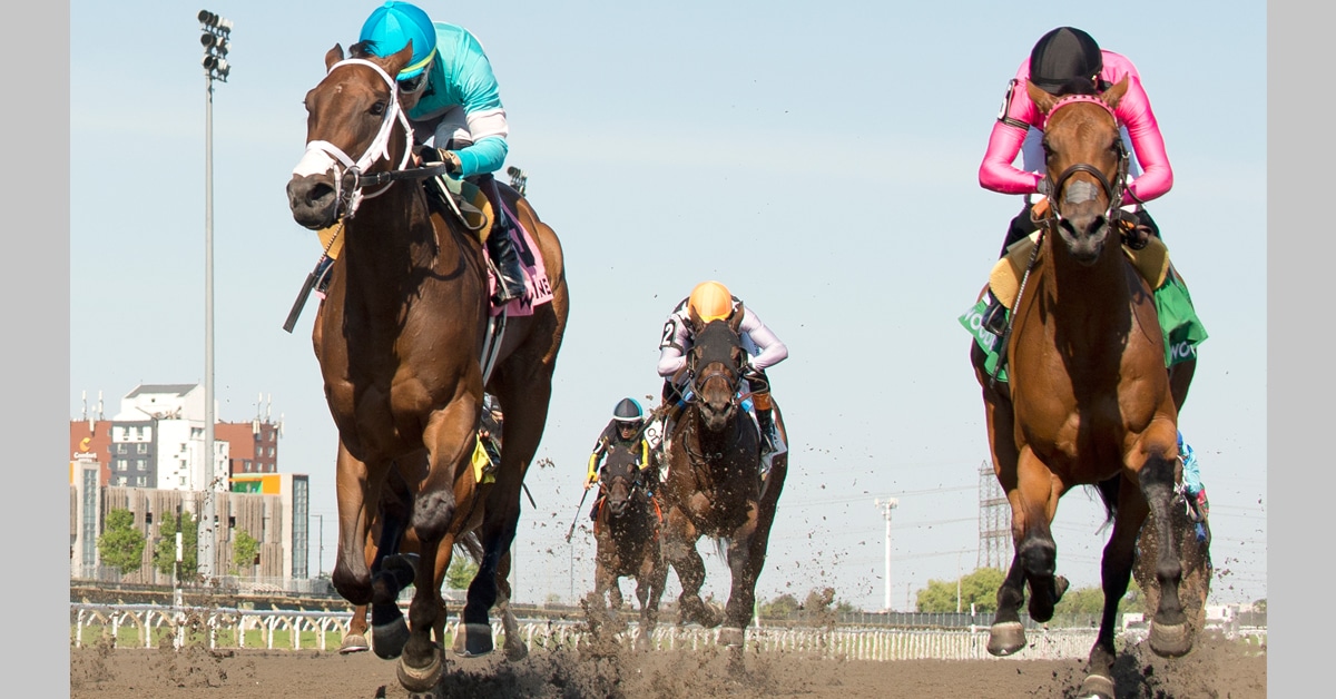 Head-on shot of horses racing to the wire at Woodbine.