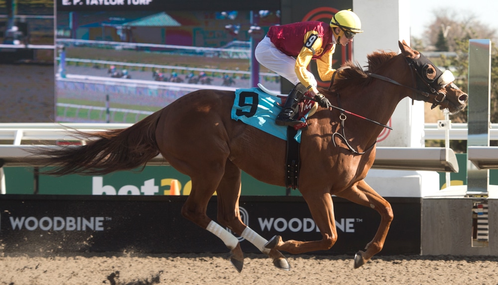 A chestnut horse winning a race at Woodbine.