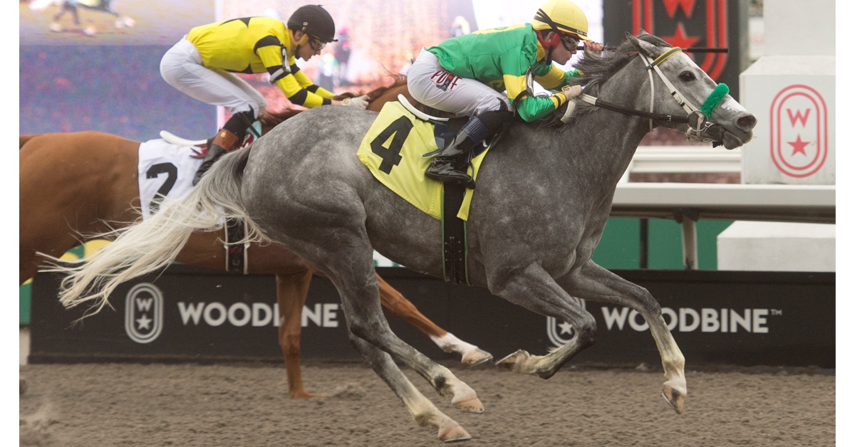 A grey filly winning a race at Woodbine.