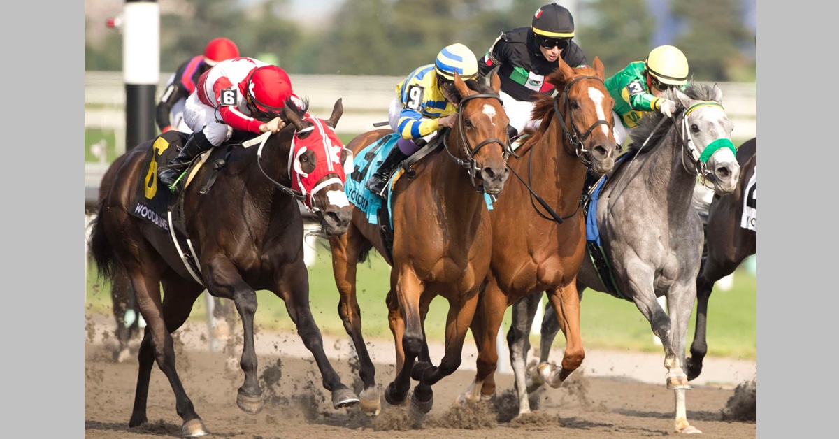 A group of horses racing at Woodbine.
