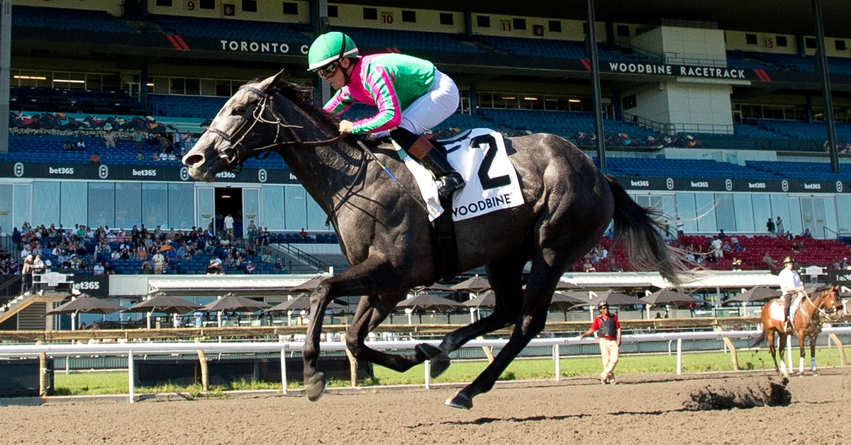 A grey horse winning a race at Woodbine.