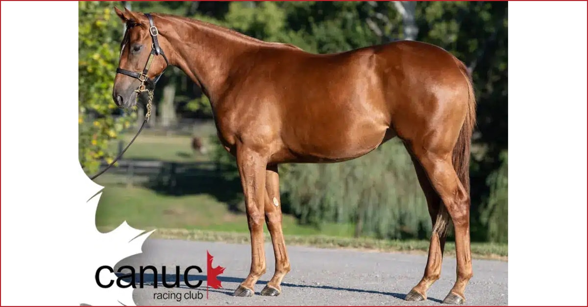 A conformation shot of a chestnut filly.