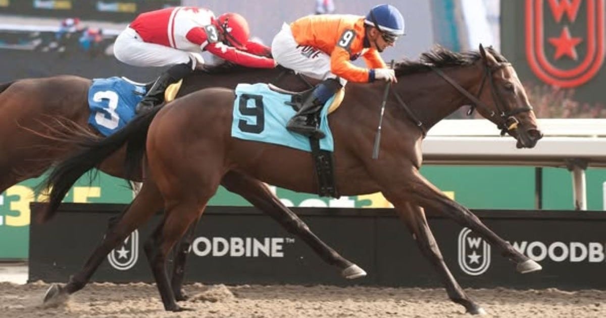 Horses racing at Woodbine.