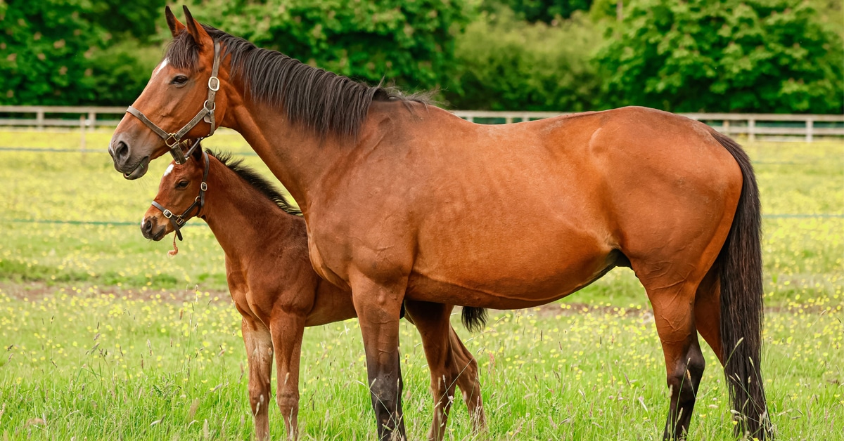 A Thoroughbred mare and foal in a field.