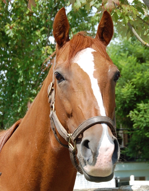 Portrait shot of a chestnut mare with a blaze.