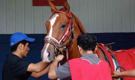 A chestnut horse being saddled at the track.