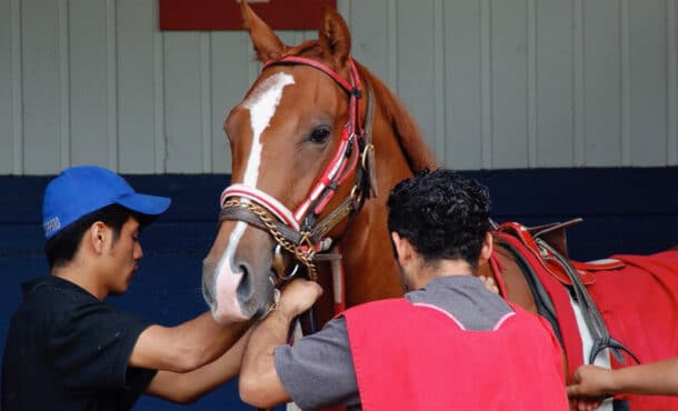 A chestnut horse being saddled at the track.