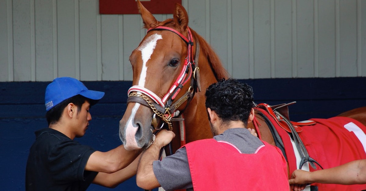A chestnut horse being saddled at the track.