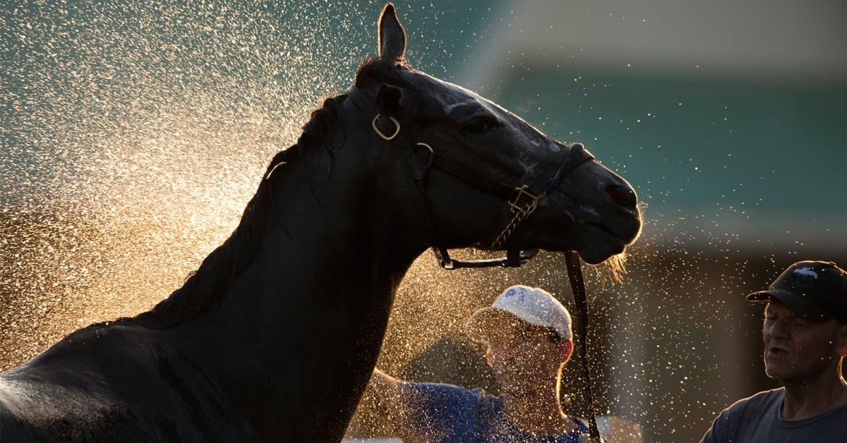 A racehorse having a bath.