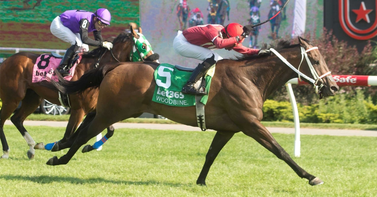 A bay horse winning a race at Woodbine.