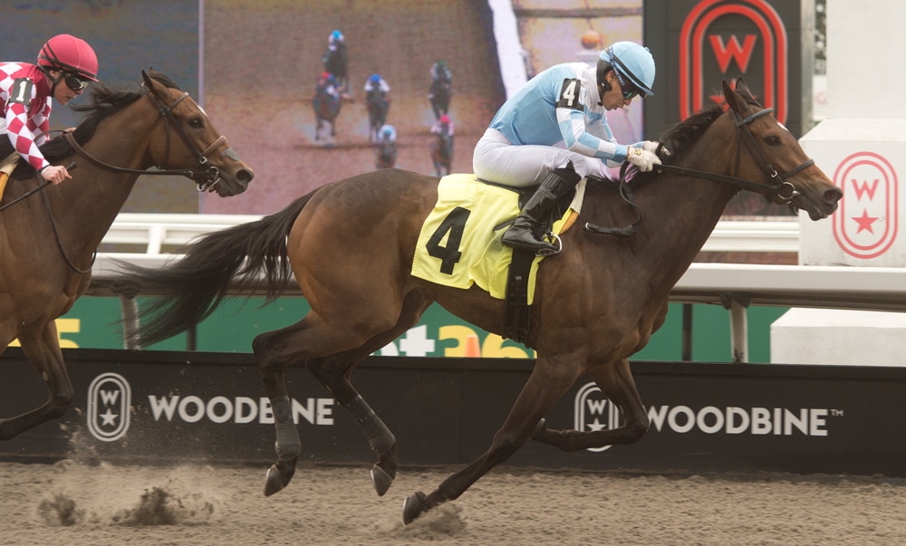 A bay horse winning a race at Woodbine.
