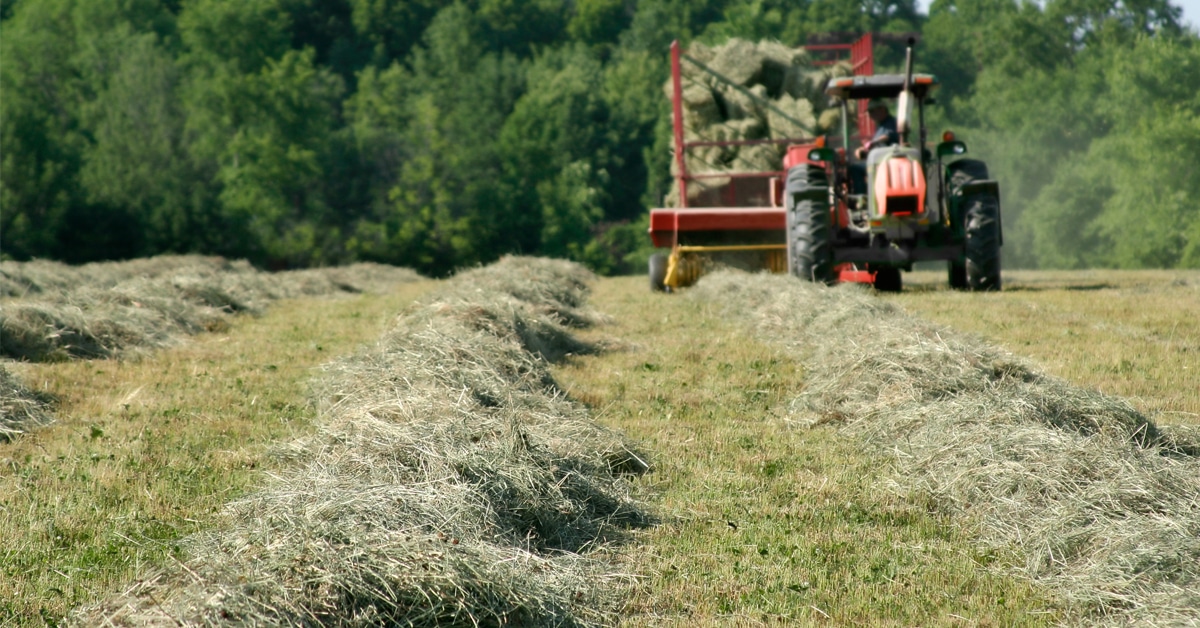 Hay being baled in a field.