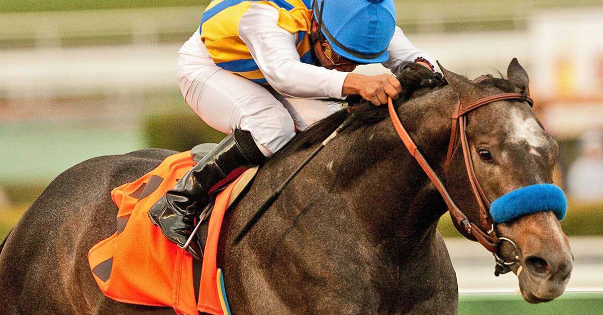 A dark grey horse winning a race at Santa Anita.