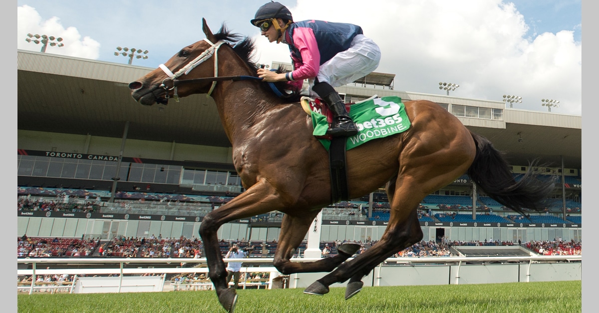 A bay horse winning a race at Woodbine.