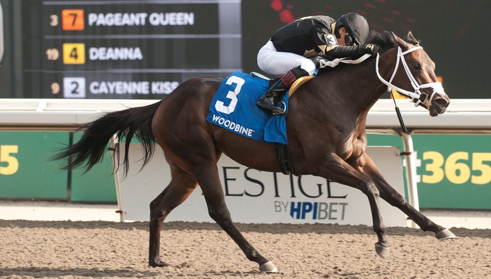 A bay mare winning a race at Woodbine.