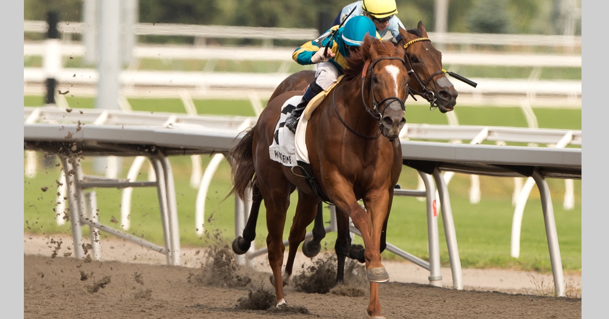Two horses racing to the wire at Woodbine.