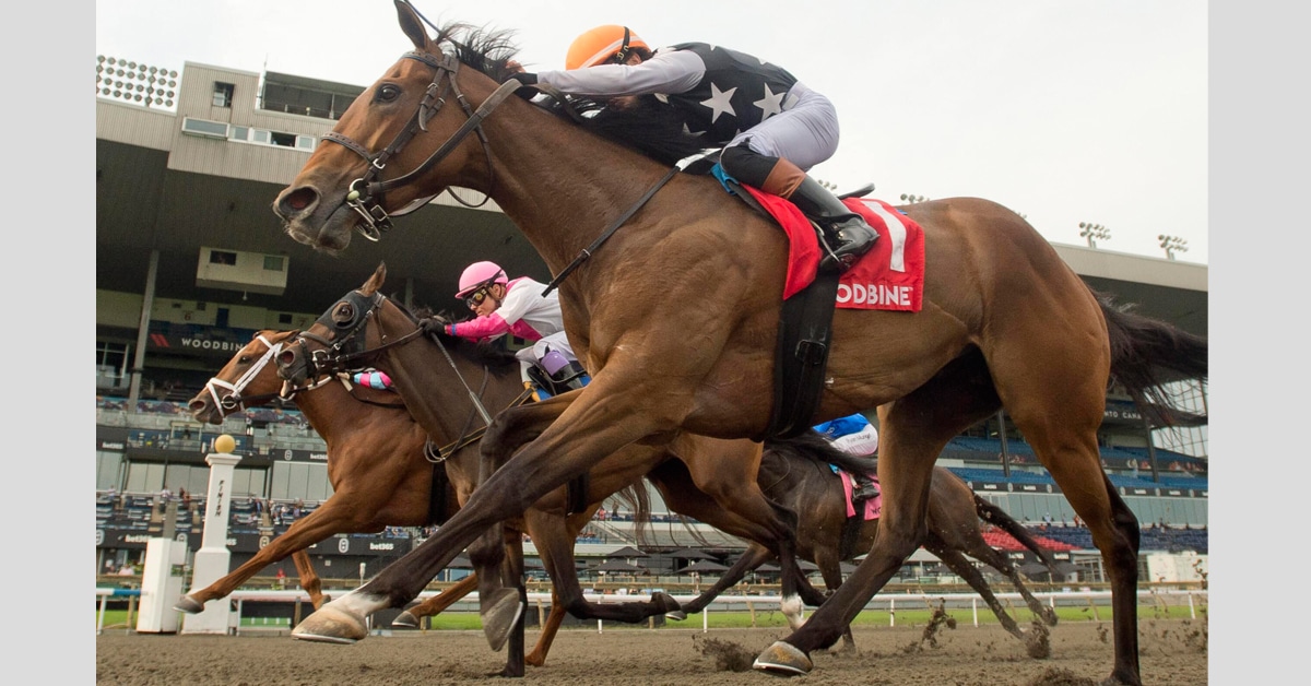 Horses racing to the wire at Woodbine.