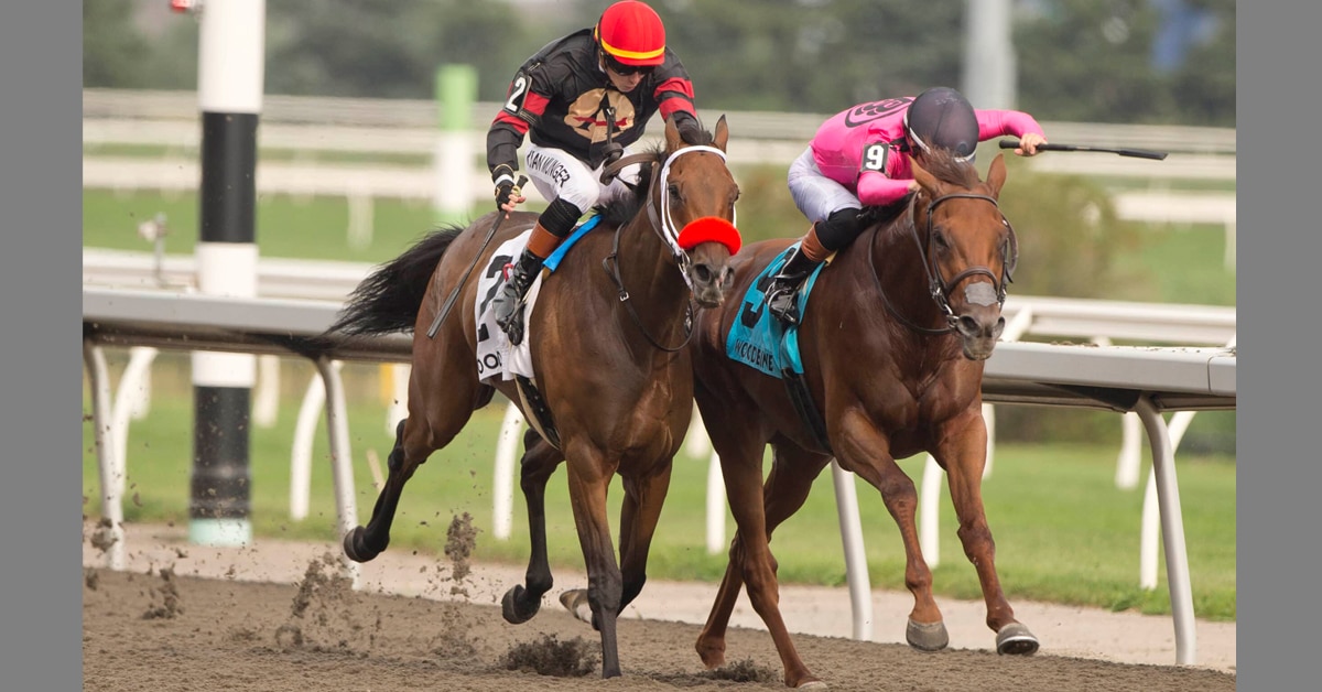 Horses racing down the stretch at Woodbine.
