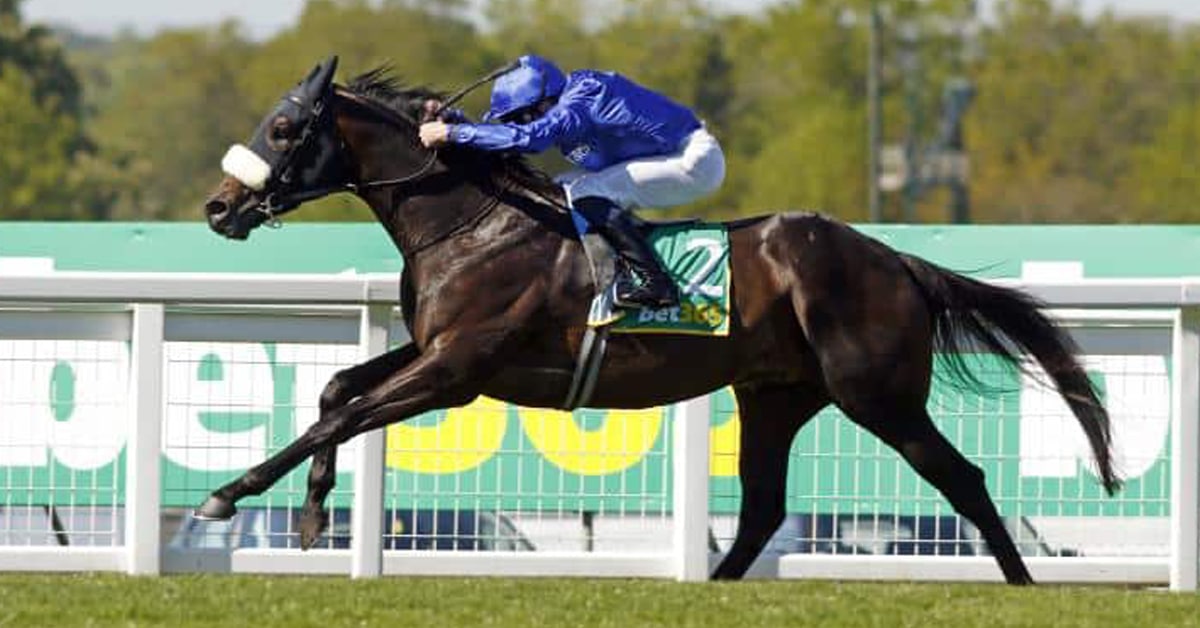 A dark bay horse racing to the finish line.