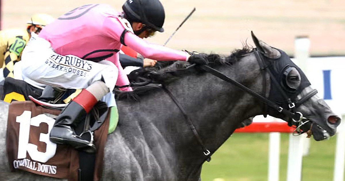 A grey horse winning a race at Colonial Downs.