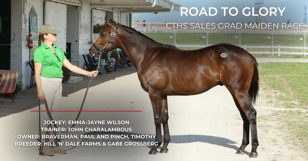 A woman holding a bay horse at a sale.