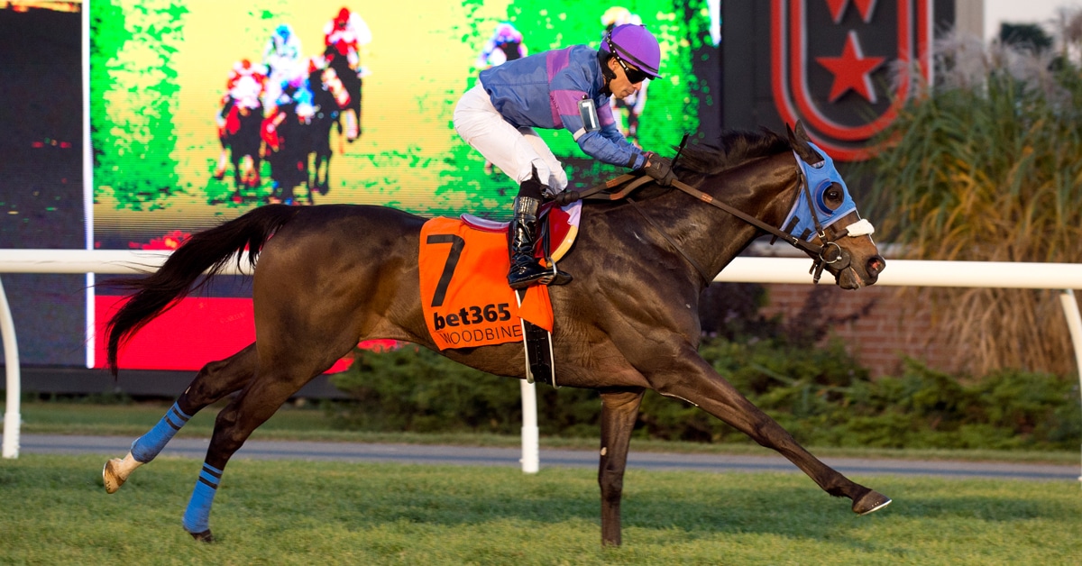 A bay horse winning a race at Woodbine.