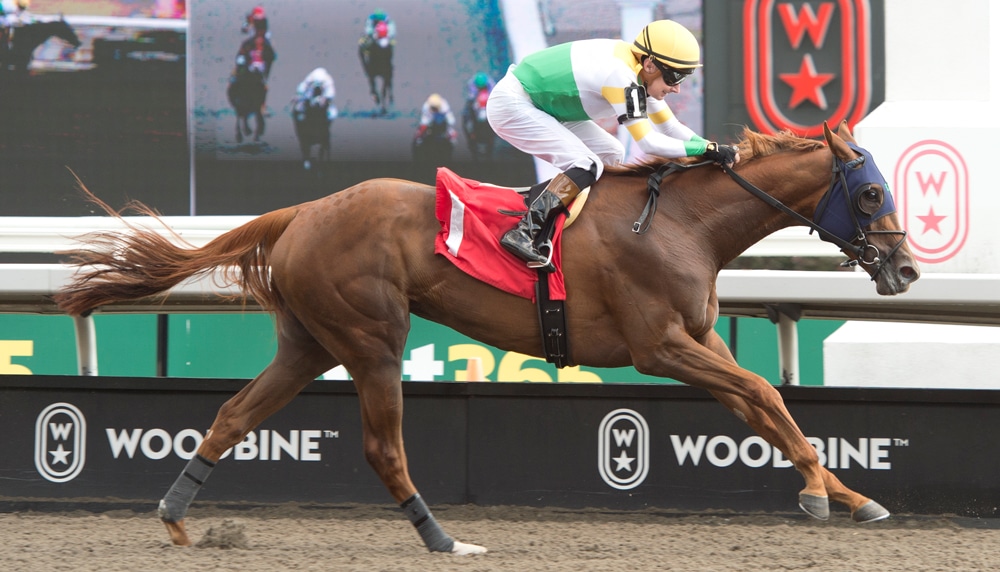 A chestnut horse winning a race at Woodbine.