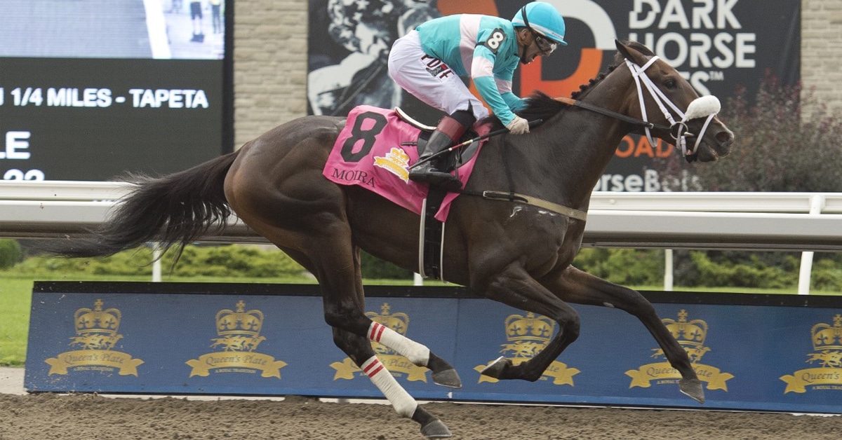 A bay mare winning the Queen's Plate at Woodbine.