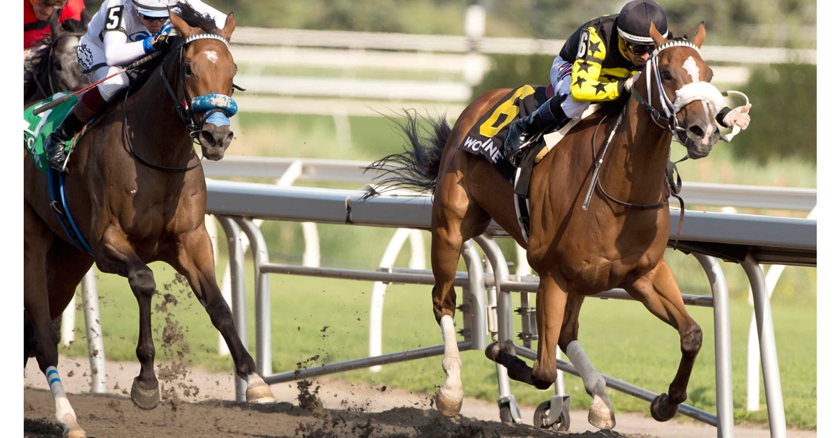Horses racing at Woodbine.