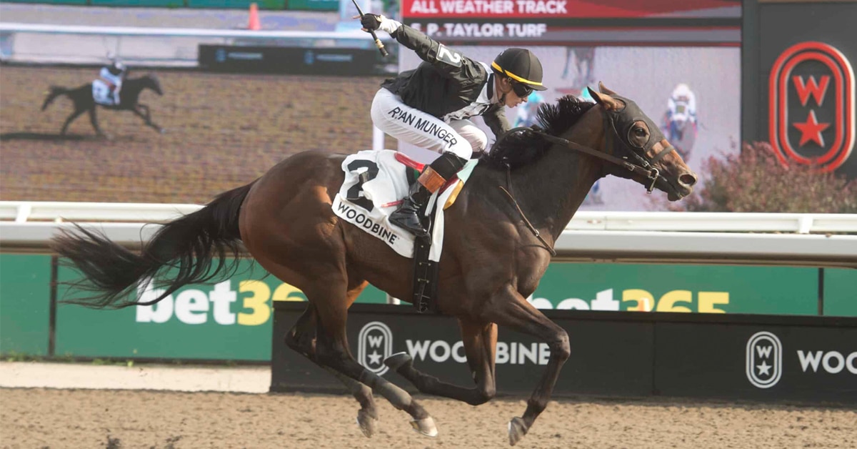 A bay mare winning a race at Woodbine.