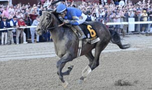 A muddy grey horse winning a race at Saratoga.